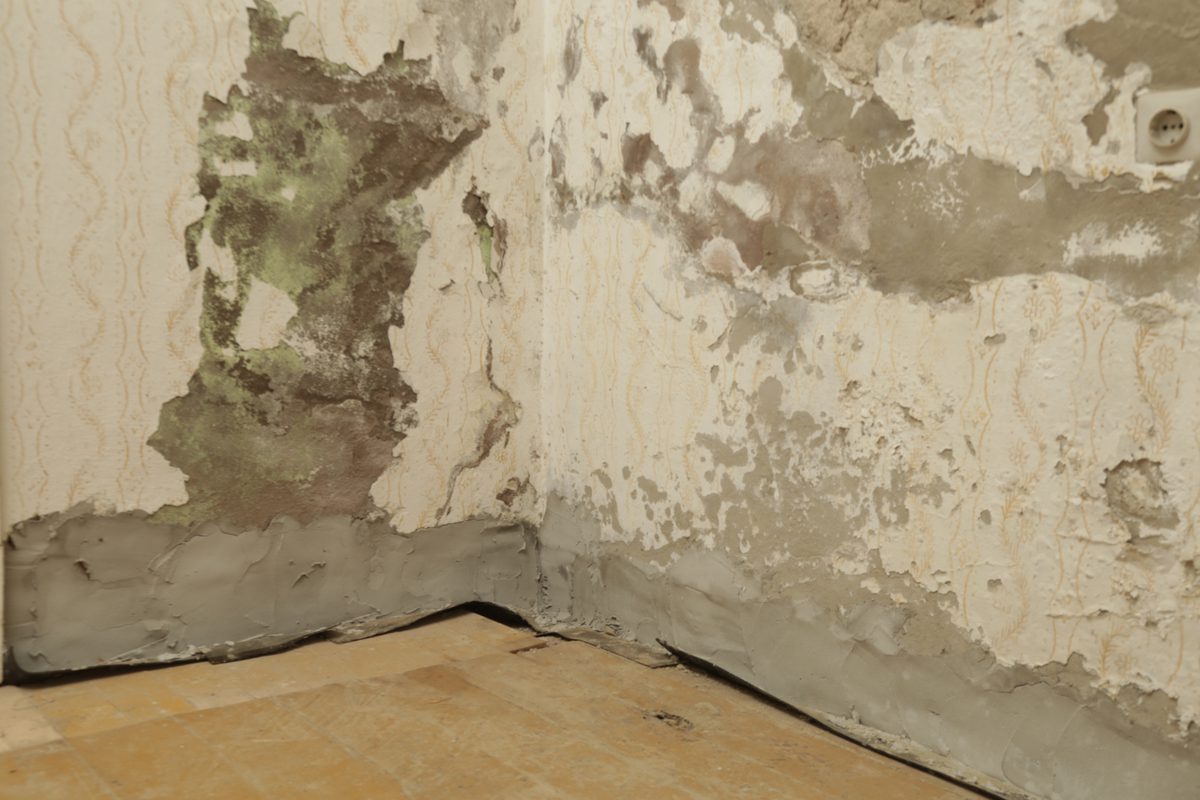 Plaster and paint crumbling at the base of an interior wall from rising damp